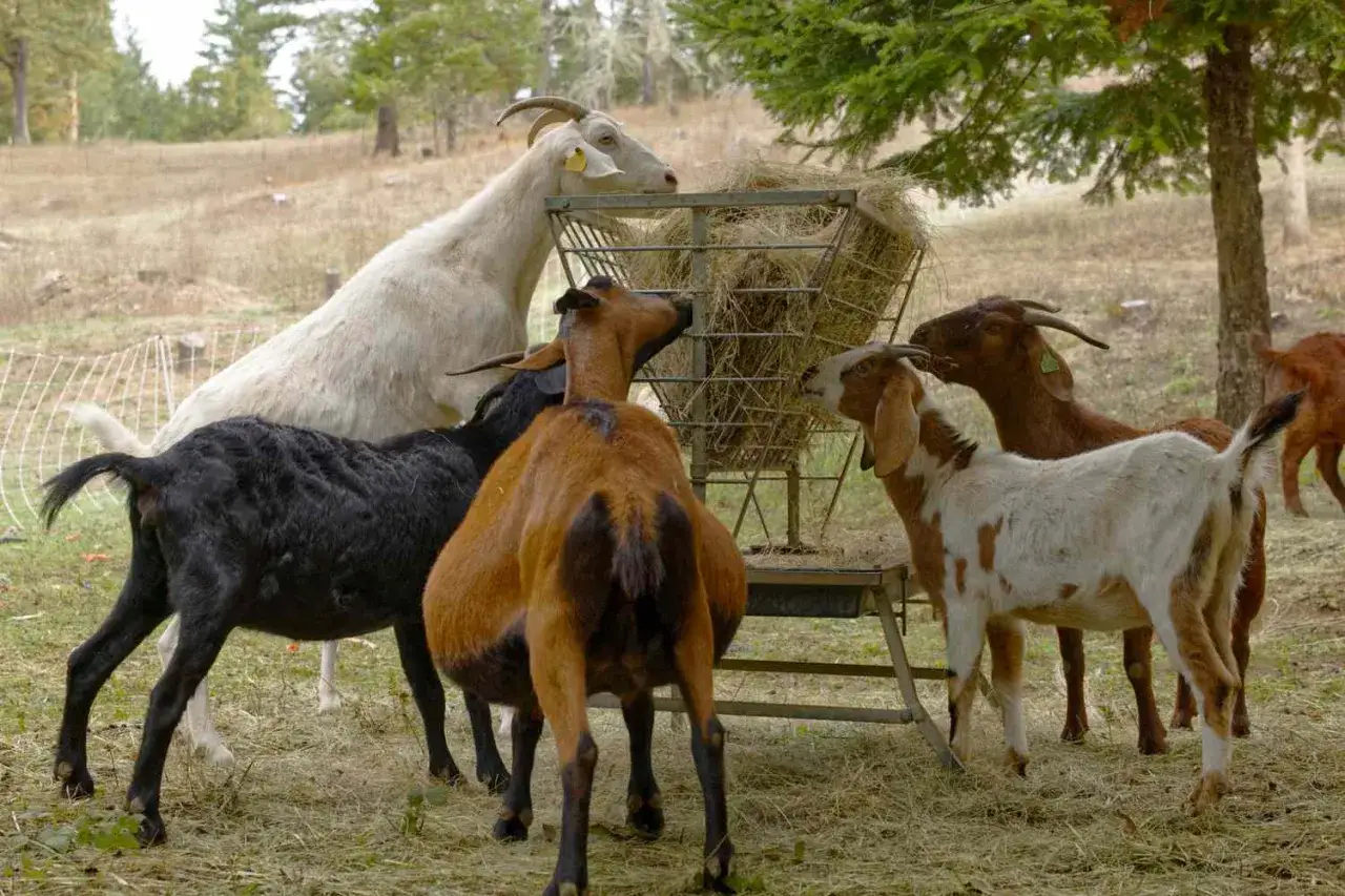 Un gruppo di capre, bianche, nere e marroni, si nutre da un mangiatoio pieno di fieno. Ecco cosa mangia una capra!