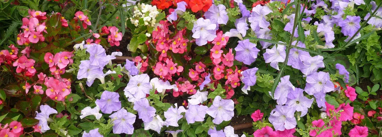 Bunte Blumenpracht mit pinken Begonien und lila Petunien. Das Ausputzen der Geranien sorgt für üppiges Wachstum.