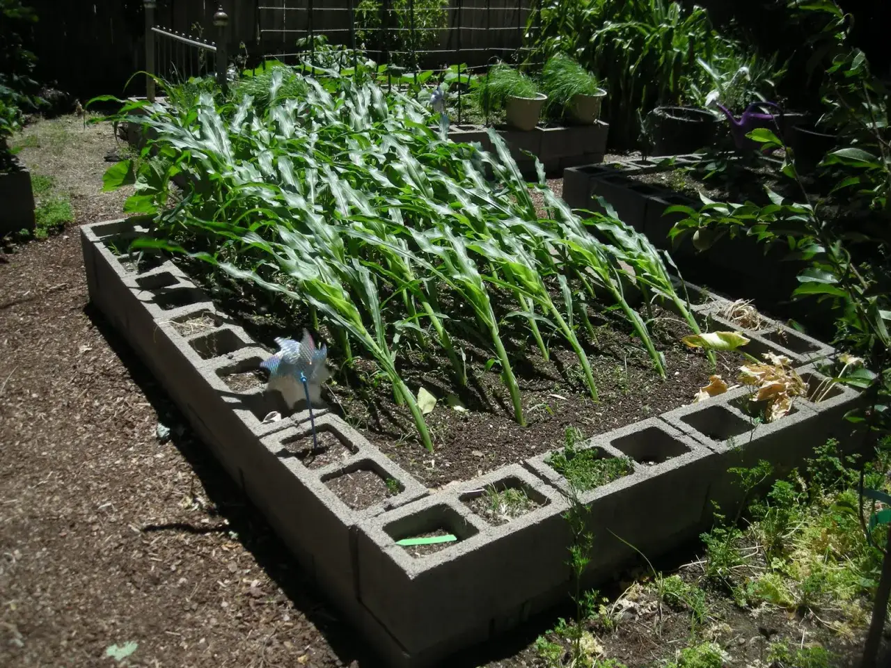 A raised garden bed made of cinder blocks showcases a vibrant block planting of corn. A small pinwheel adds a touch of whimsy to the scene.