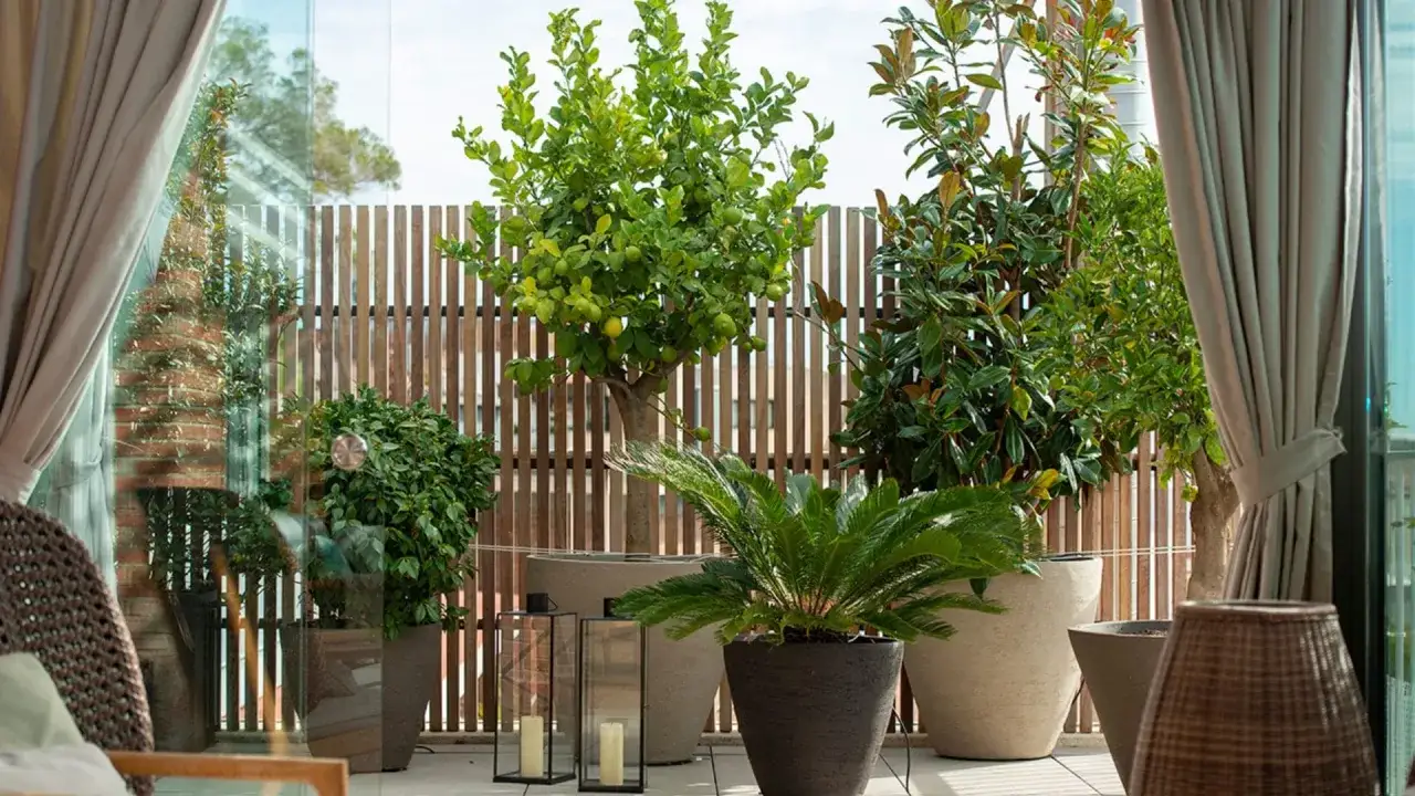 Ideas para decorar terraza ático: un limonero, magnolios y helechos en macetas crean un oasis verde.