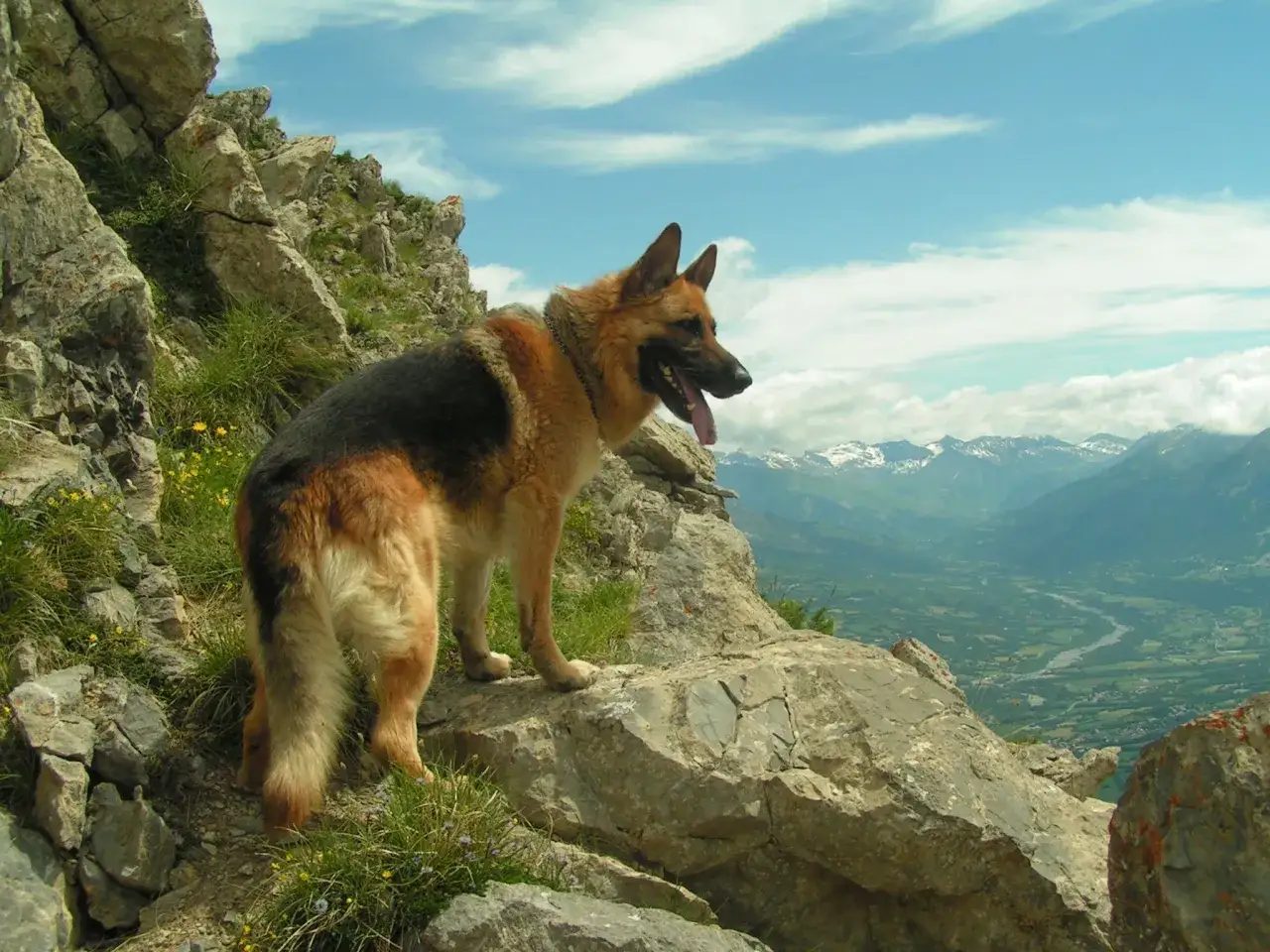 Un perro alemán disfruta de las vistas desde una montaña rocosa, con un valle verde y montañas nevadas al fondo.