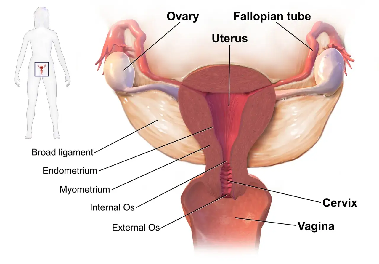 Anatomia miednicy mniejszej kobiety z zaznaczonymi jajnikami i macicą