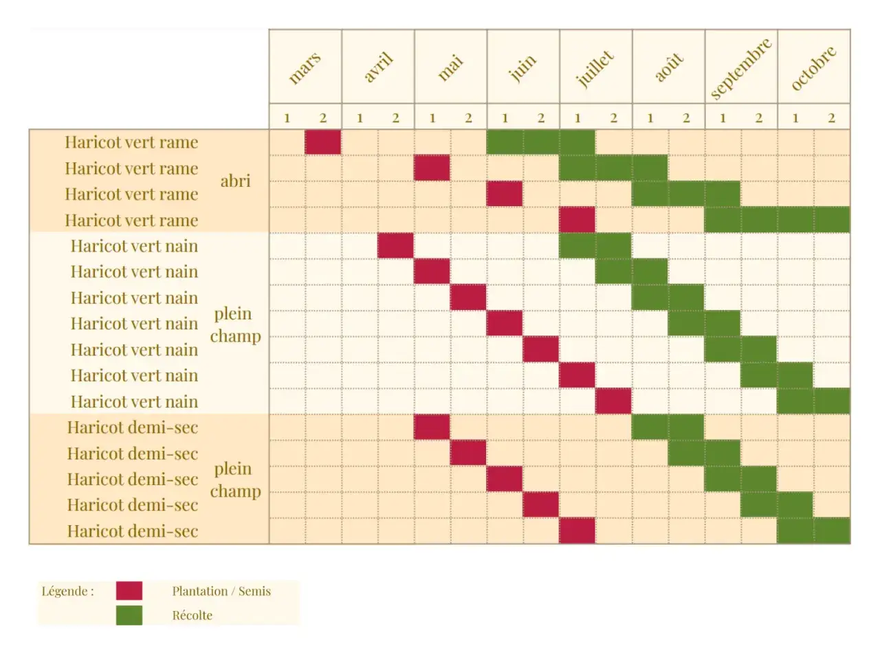 Tableau des semis et r&eacute;coltes de haricots verts. La date limite semis haricots verts varie selon la vari&eacute;t&eacute; (rame, nain, demi-sec) et le type de culture (abri, plein champ).