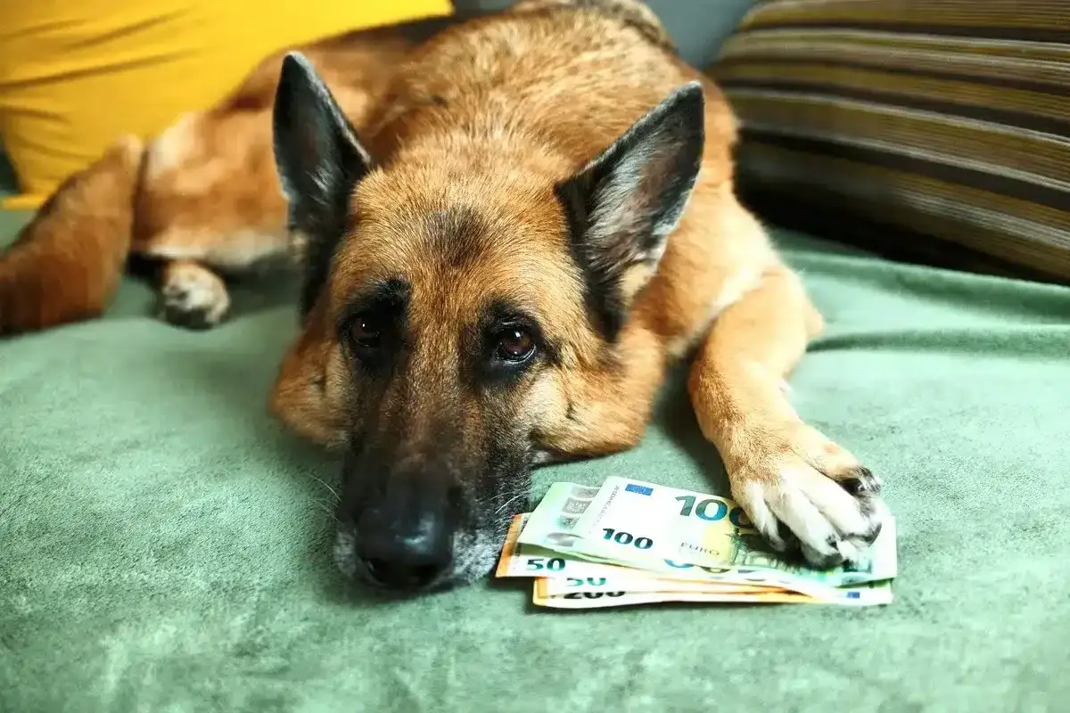 Un pastor alem&aacute;n reflexiona sobre cuanto cuesta mantener un perro, con billetes de euros a su lado.