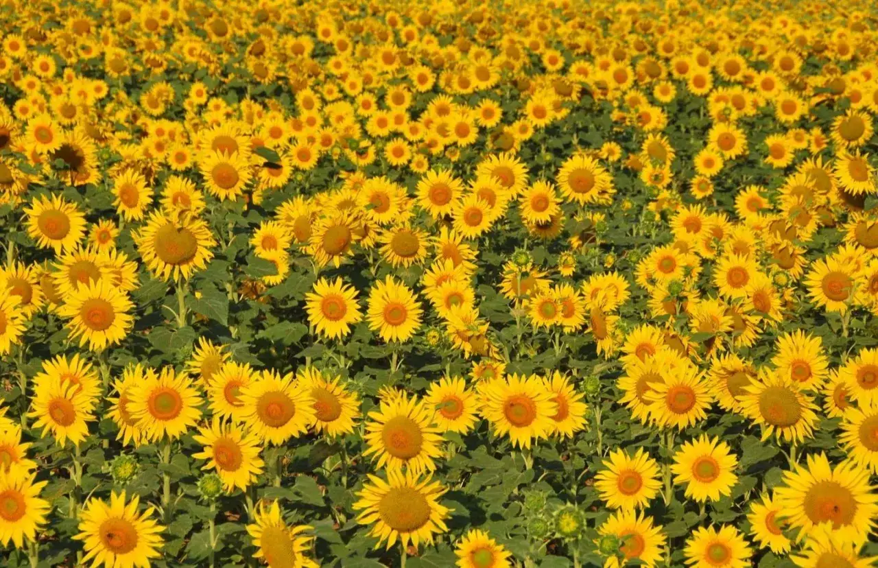 Un campo de girasoles vibrantes bajo el sol. Para un crecimiento óptimo, los girasoles necesitan pleno sol y suelo bien drenado.