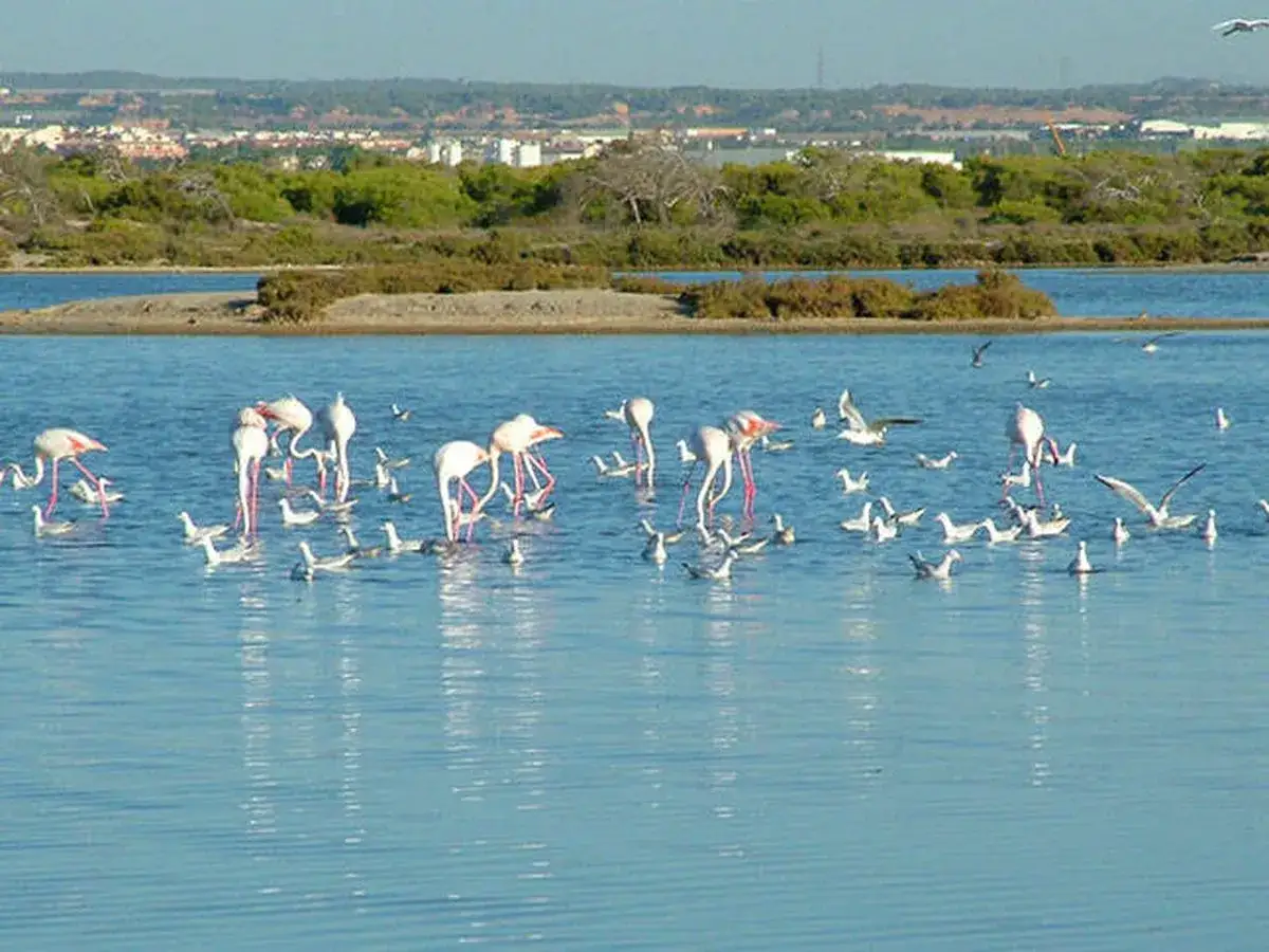 Flamencos rosados y otras aves acu&aacute;ticas en las salinas de San Pedro, con vegetaci&oacute;n y edificios al fondo.