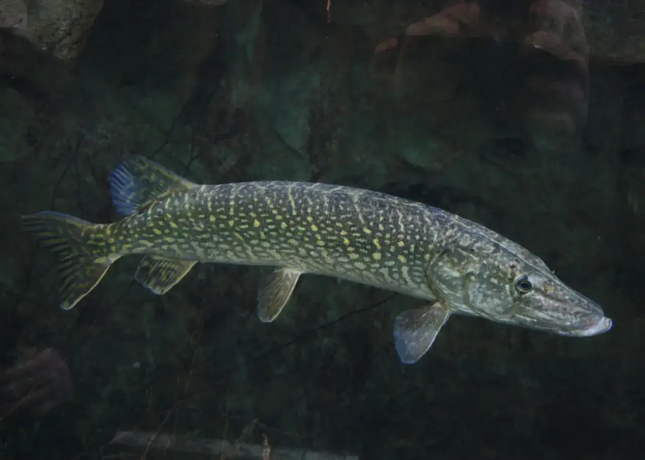 Ein gro&szlig;er Hecht schwimmt im dunklen Wasser. Seine gepunktete Haut schimmert, w&auml;hrend er nach Beute Ausschau h&auml;lt, denn er hat viele Feinde.