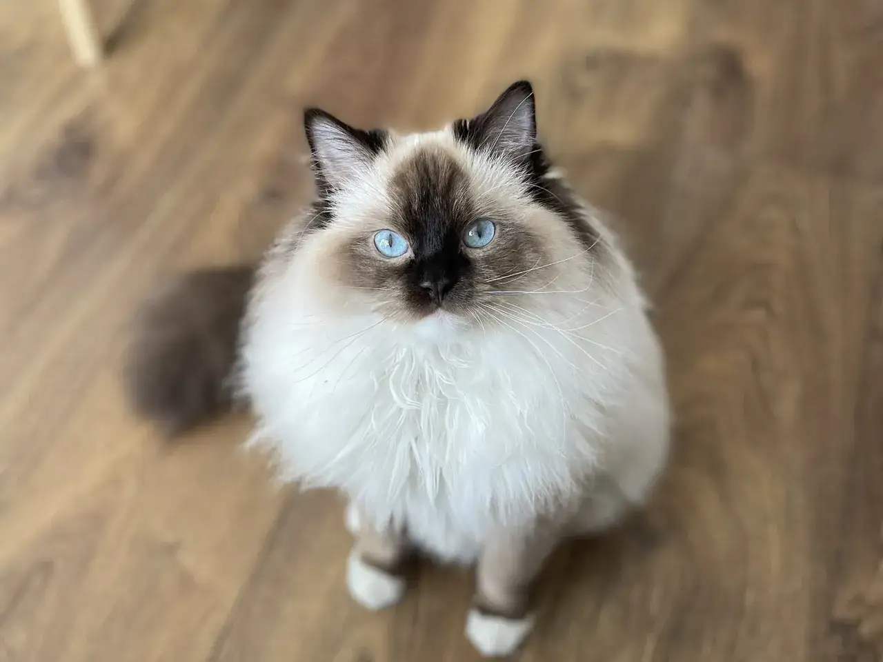 Piękny kot rasy Ragdoll z niebieskimi oczami. Zastanawiasz się, ile kosztuje Ragdoll?