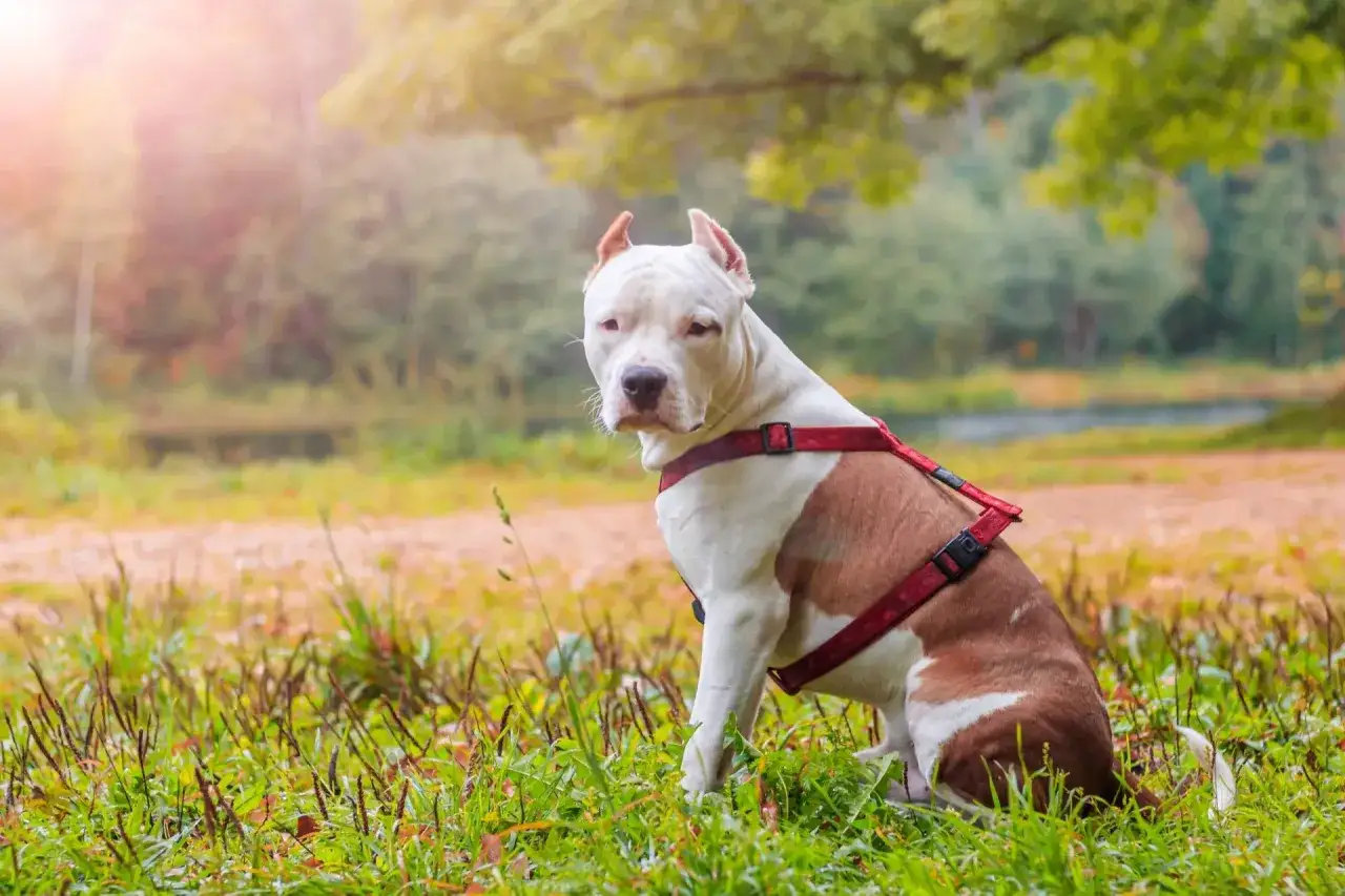 Amstaff w czerwonej uprzęży siedzi na trawie. Czy amstaff jest agresywny? Ten pies wygląda na spokojnego.