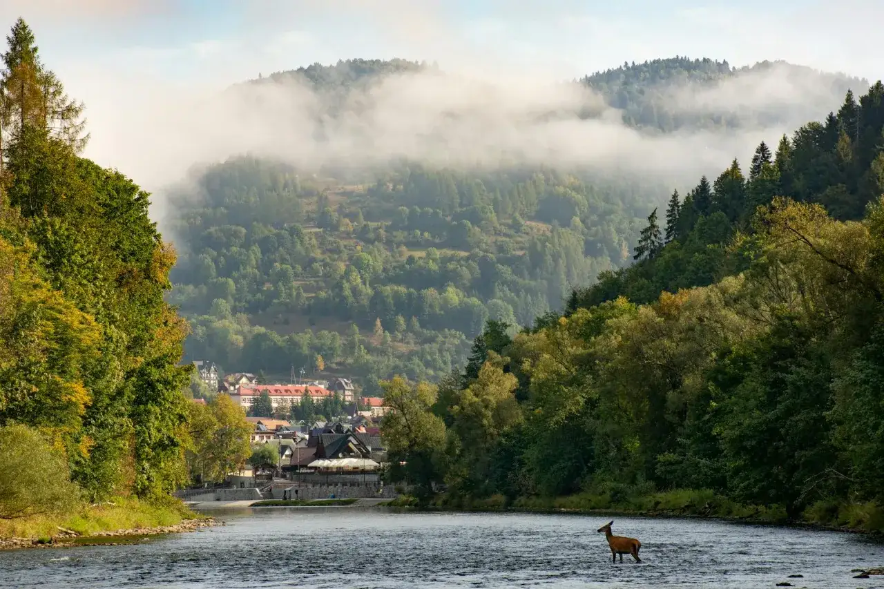 Jeleń w rzece, na tle mglistych gór i miasteczka. To widok z najstarszego parku narodowego w Polsce, gdzie natura wciąż zachwyca.