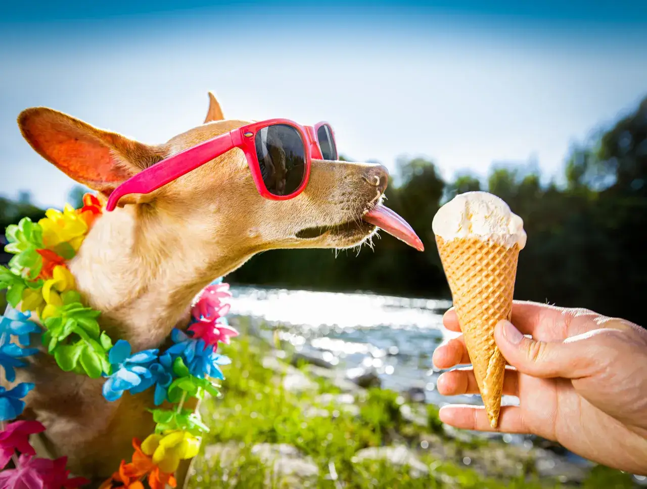 Chihuahua w okularach i naszyjniku z kwiat&oacute;w wyciąga język do lod&oacute;w śmietankowych. Czy pies może jeść lody śmietankowe? To pytanie zadaje sobie wielu właścicieli.