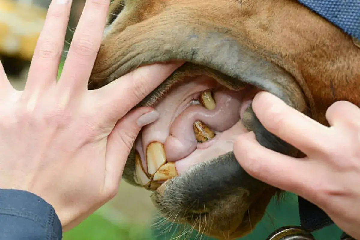 Examen de la bouche cheval : des dents jaunes et des gencives roses sont visibles, maintenues ouvertes par des mains.