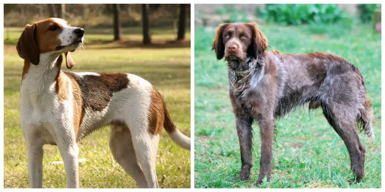 Tv&aring; hundar, en vit och brun hund med h&auml;ngande &ouml;ron och en brun hund med str&auml;vt h&aring;r, b&aring;da &auml;r f&aring;gelhund raser.