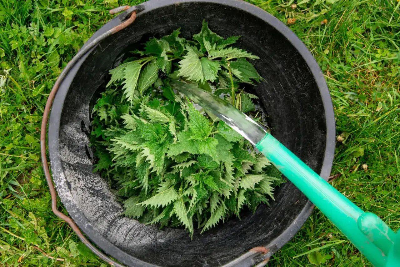 Wiadro pełne pokrzyw, do którego leje się woda. Powstaje naturalny nawóz z pokrzywy dla roślin.
