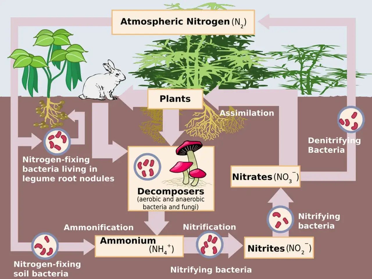 Il ciclo dell'azoto: batteri fissano l'azoto atmosferico, le piante lo assimilano, i decompositori lo trasformano in ammonio, poi nitriti e nitrati, prima che i batteri denitrificanti lo riportino nell'atmosfera.