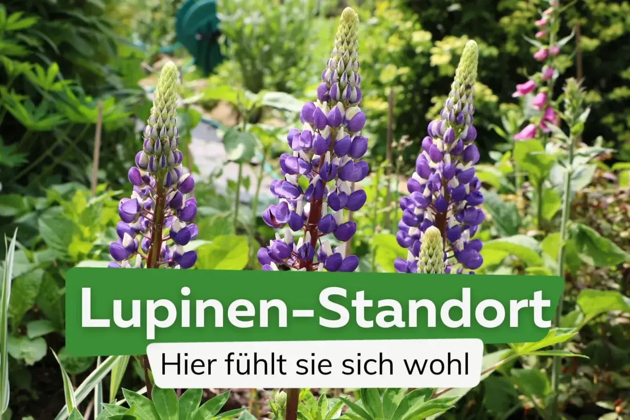 Lupinen-Standort: Lila Lupinen bl&uuml;hen &uuml;ppig im Garten. Hier f&uuml;hlen sie sich wohl.