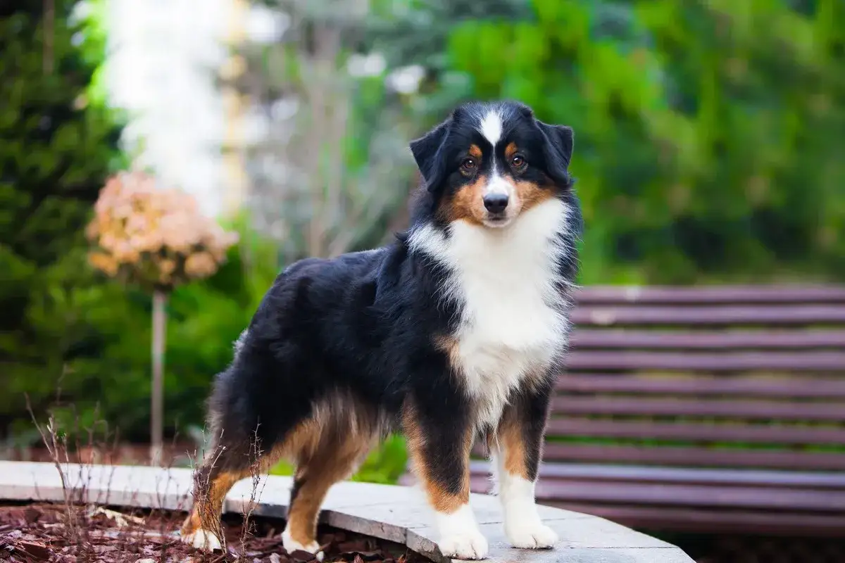 Ein **Mini Australian Shepherd schwarz** steht stolz im Garten. Sein Fell ist schwarz, wei&szlig; und braun gef&auml;rbt.