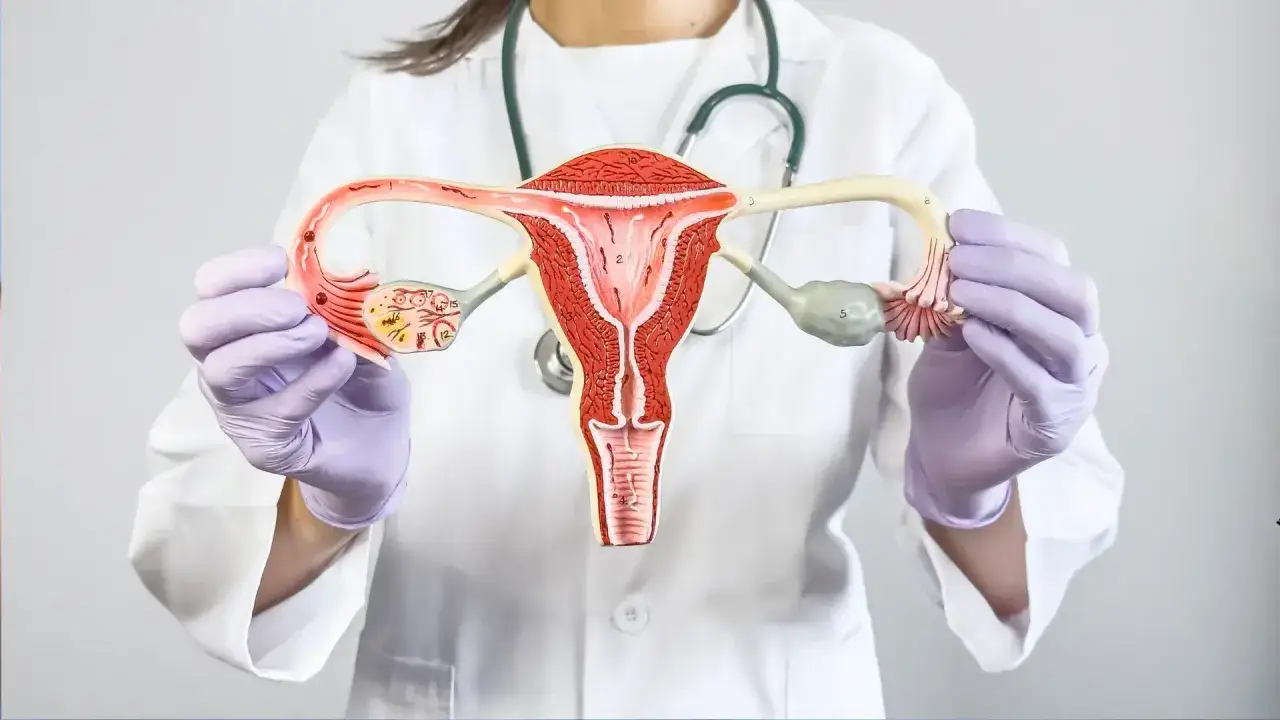 Lekarz prezentuje model narządów rodnych, wyjaśniając procedurę biopsji endometrium.