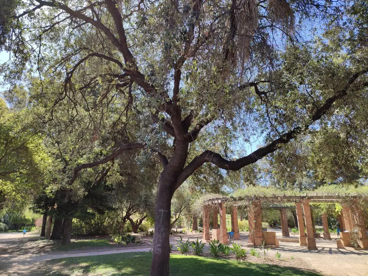 Un &aacute;rbol frondoso domina la escena en el parque de Benicalap, con un p&eacute;rgola de ladrillo y enredaderas al fondo.