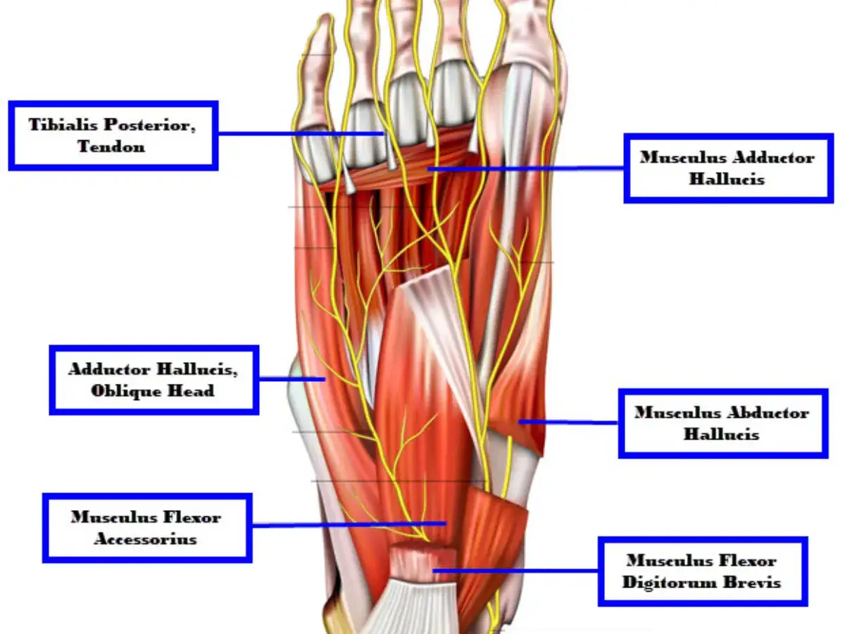 Illustration visar fotens delar namn, muskler och senor som Tibialis Posterior, Adductor Hallucis och Musculus Flexor Accessorius.