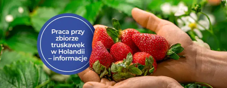 Zdjęcie Ile można zarobić na truskawkach w Holandii? Zaskakujące fakty o zarobkach