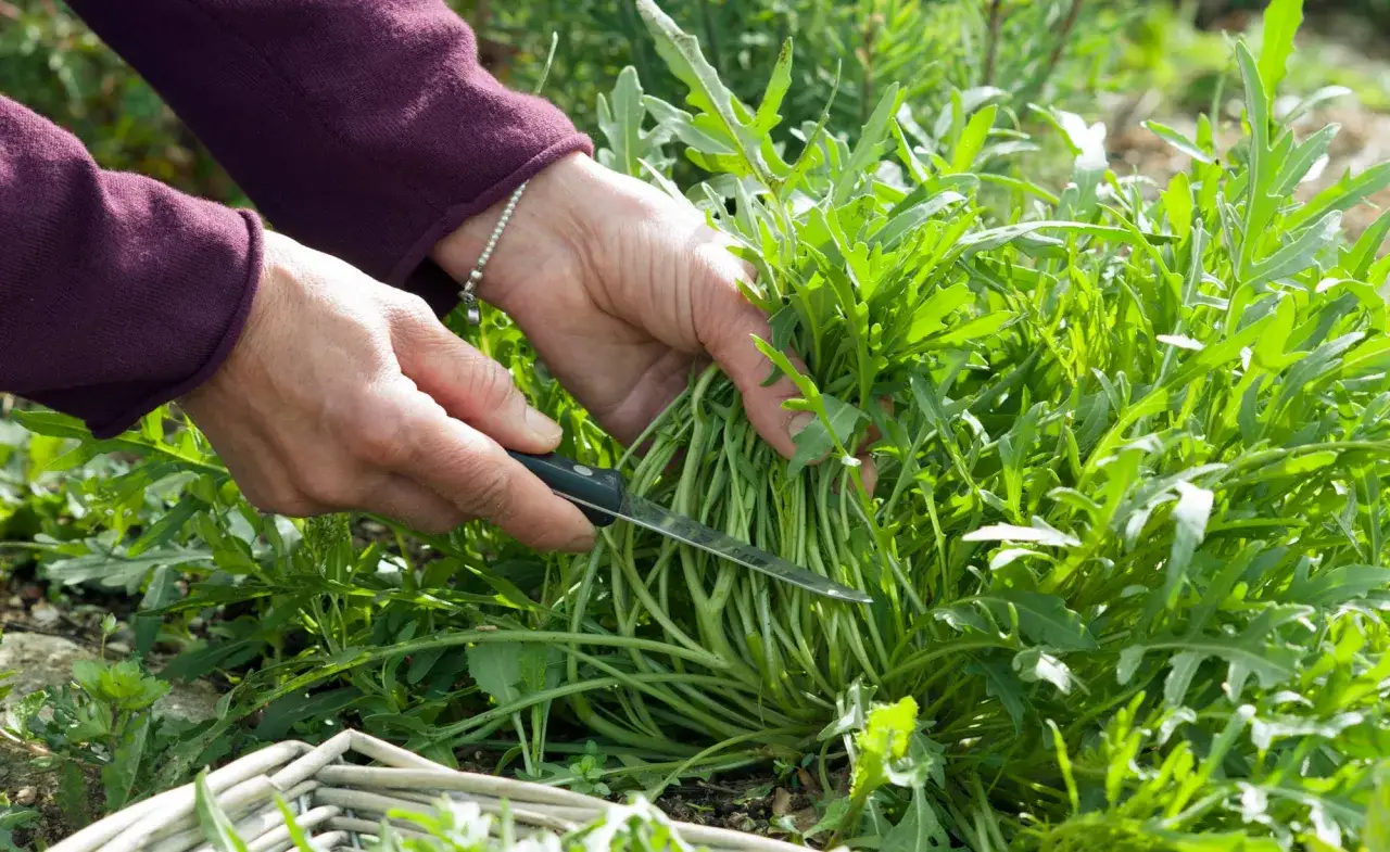 Hände ernten frischen Rucola mit einem Messer. Ein Korb liegt im Vordergrund.