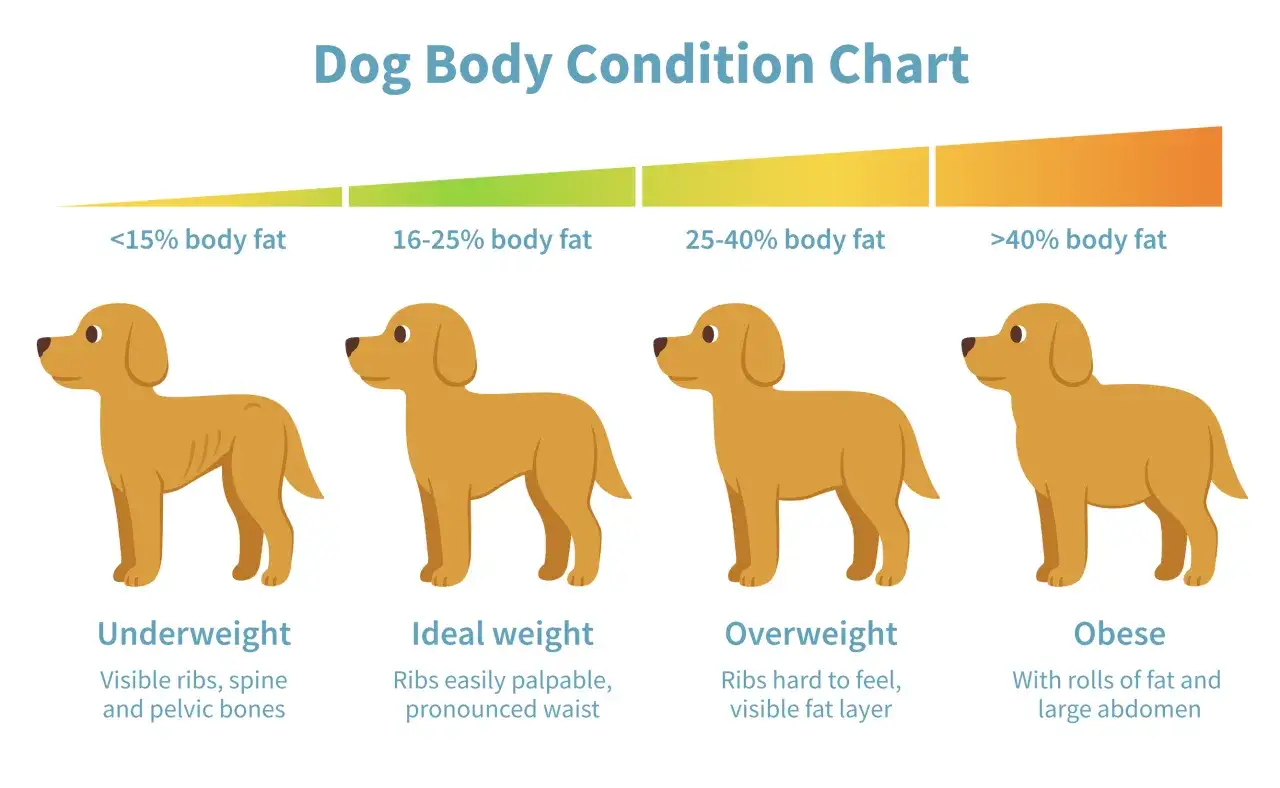 Diagram som visar hundars hull: underviktig, idealvikt, överviktig, fet. Hjälper dig att få hund att gå upp i vikt.