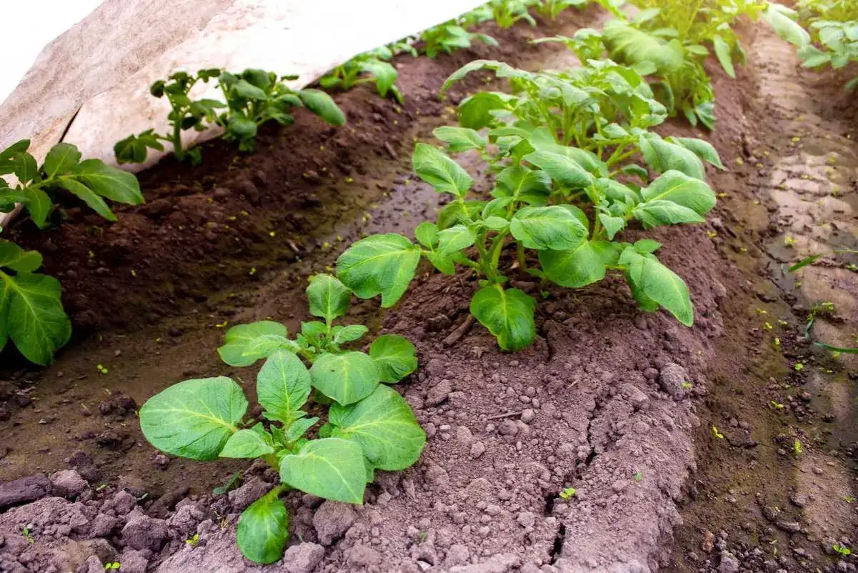 Jeunes plants de pommes de terre sous une protection. On peut se demander si peut on planter des pommes de terre toute l'année.