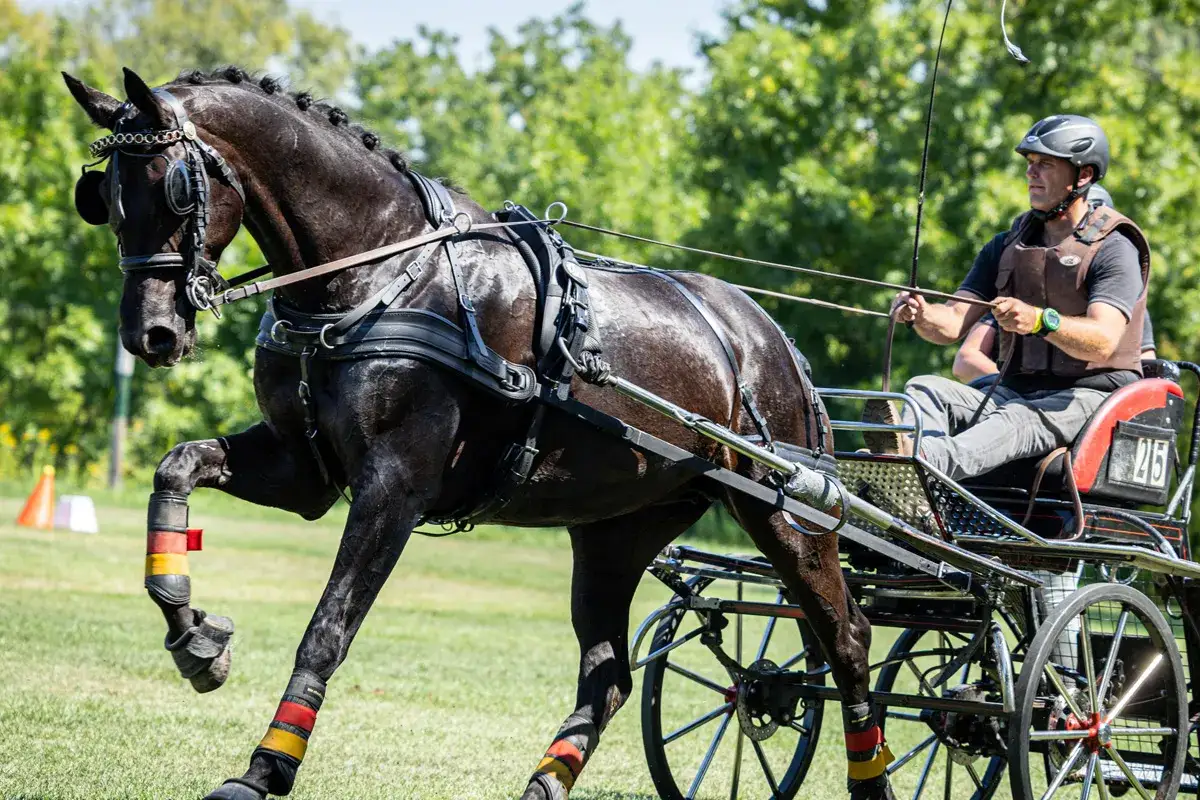 Schwarzes Pferd mit Geschirr zieht Kutsche, Fahrer im Helm. Ein Beispiel f&uuml;r starke kutschpferde rassen.