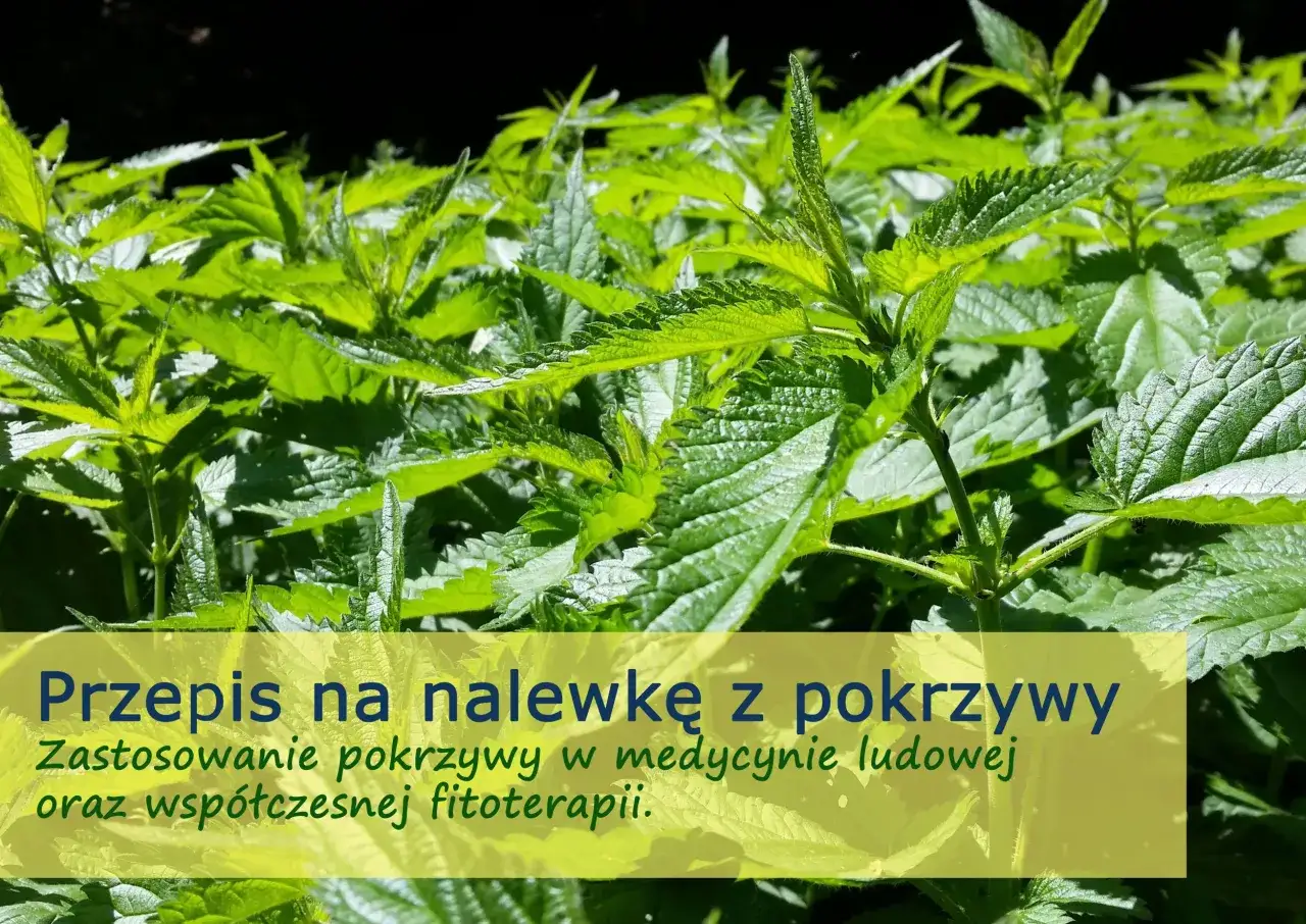 Zielone liście pokrzywy, idealne na nalewkę z pokrzywy na spirytusie. Zastosowanie w medycynie ludowej i fitoterapii.