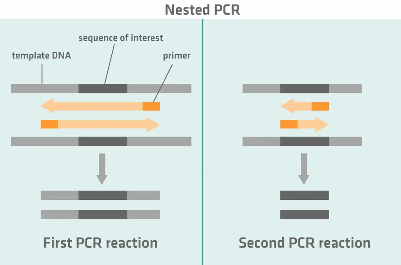 Diagrama de la pcr anidada: primera reacci&oacute;n amplifica ADN plantilla, segunda reacci&oacute;n amplifica el producto de la primera.