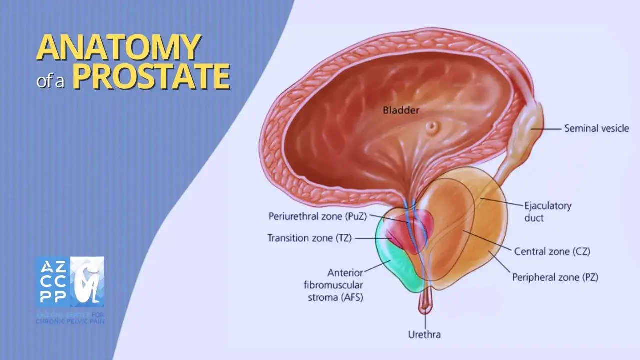 Anatomia della prostata, con vescica e uretra. Illustrazione che mostra le zone della prostata, utile per comprendere una prostata infiammata.