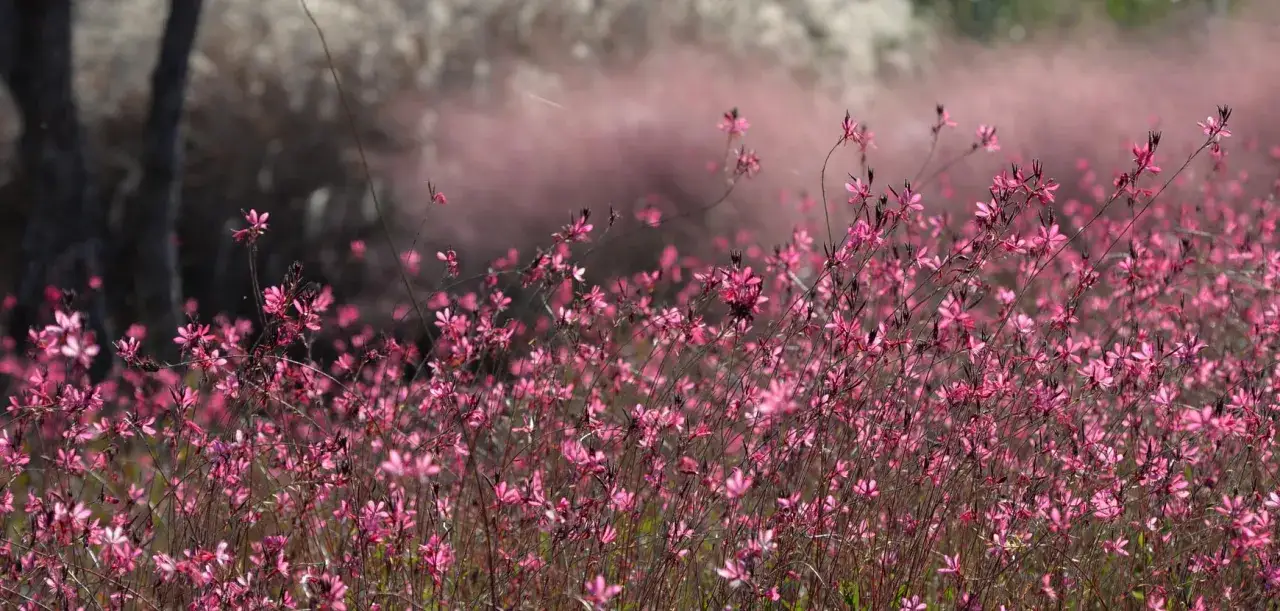 Champ de fleurs gaura roses d&eacute;licates, dansant au vent, avec un fond flou de feuillage sombre et de brume ros&eacute;e.