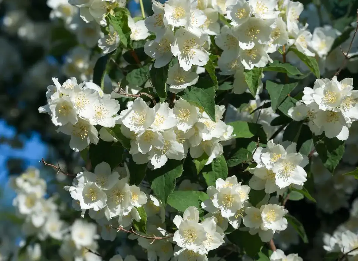 Grappe de fleurs de seringat taille, blanches et parfumées, sur fond de feuillage vert et ciel bleu.