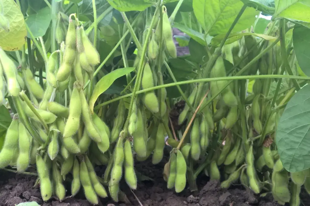 Reife Edamame-Pflanzen mit vielen grünen Schoten, die dicht an den Stängeln hängen.