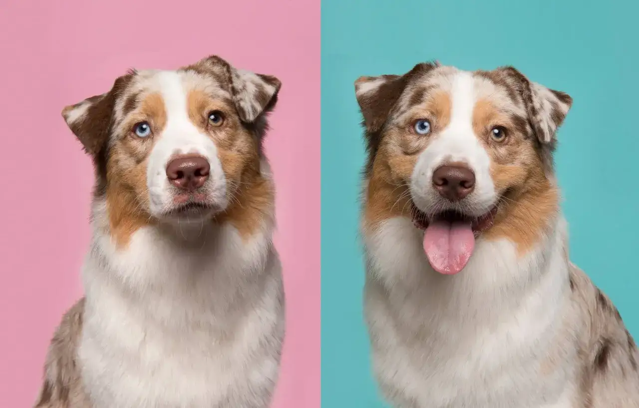 Un chien m&acirc;le ou femelle aux yeux vairons, l'un bleu, l'autre marron, sur fond rose et bleu.