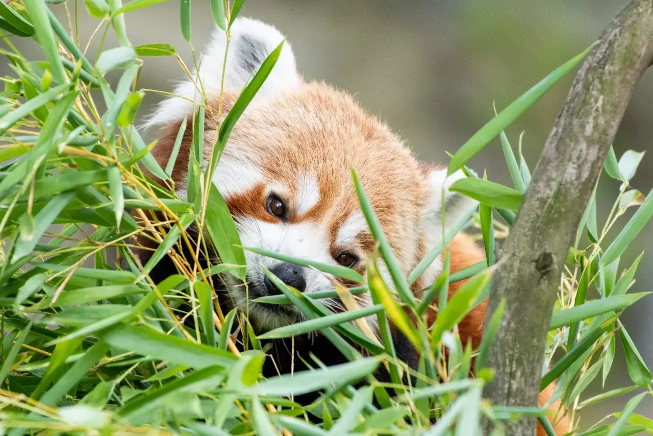 Mała panda w zoo ukrywa się wśród zielonych liści bambusa, spoglądając ciekawsko.
