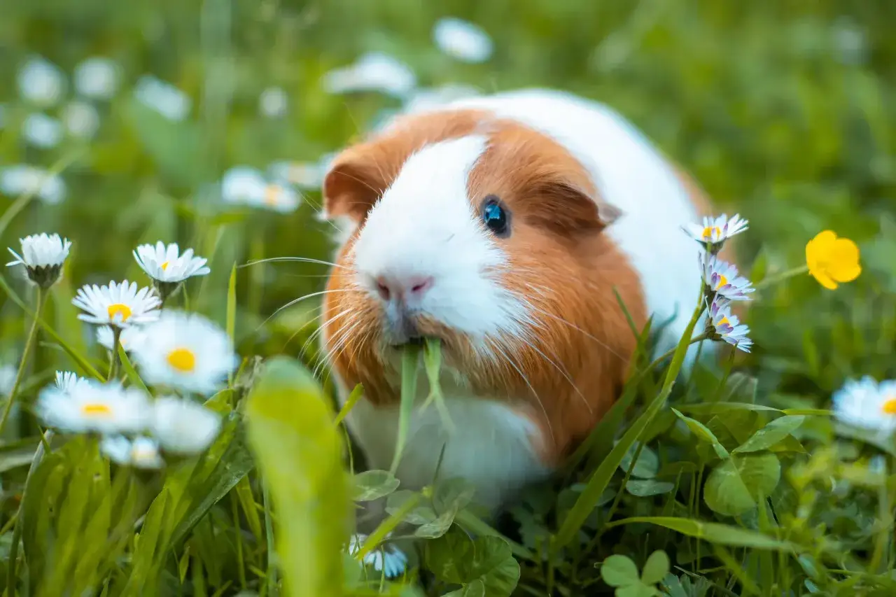 Ein Meerschweinchen genie&szlig;t frischfutter im Gras, umgeben von G&auml;nsebl&uuml;mchen.