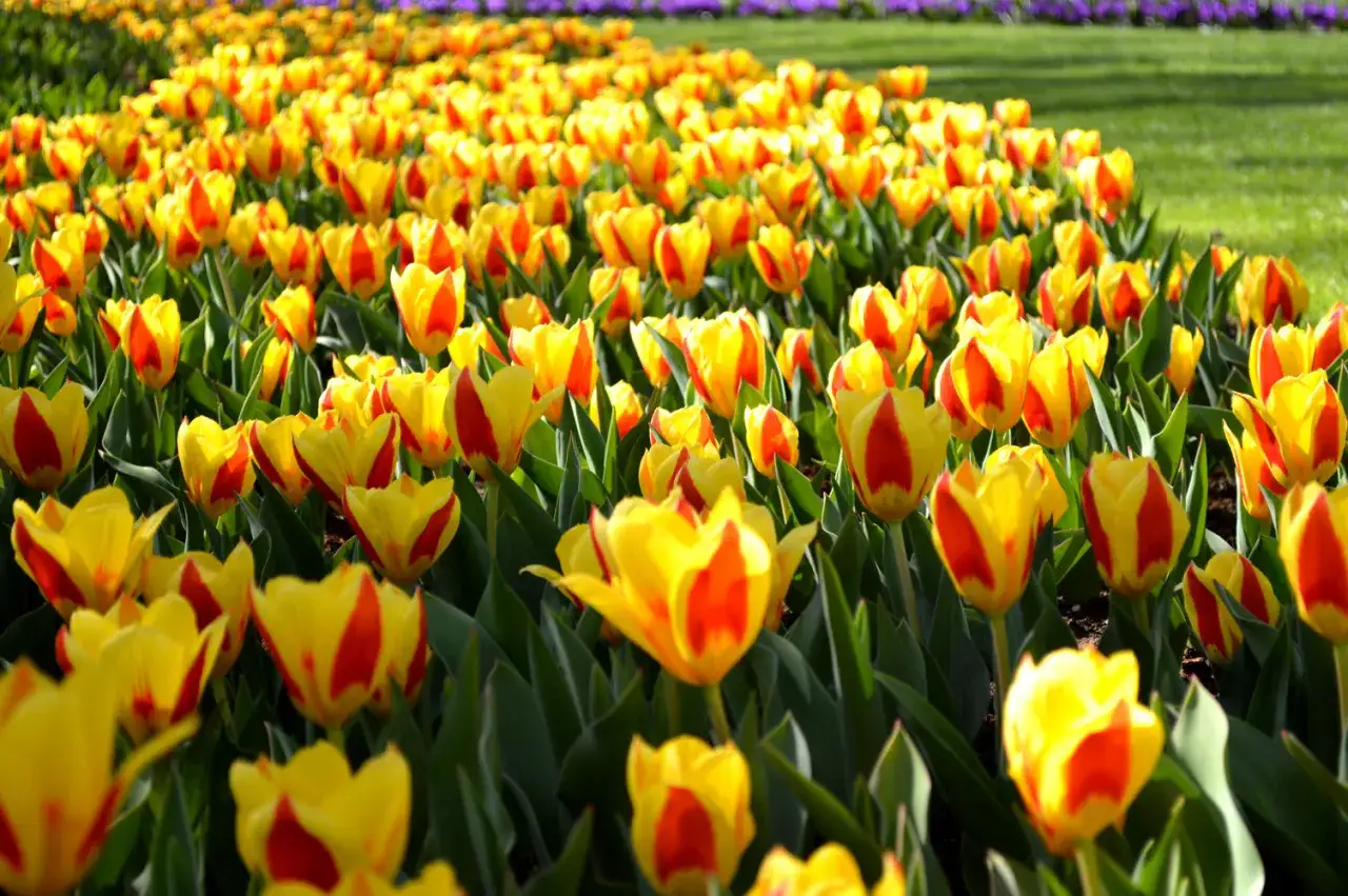Pole żółtych tulipanów z czerwonymi pasami, idealne na wiosnę, kiedy kwitną tulipany.