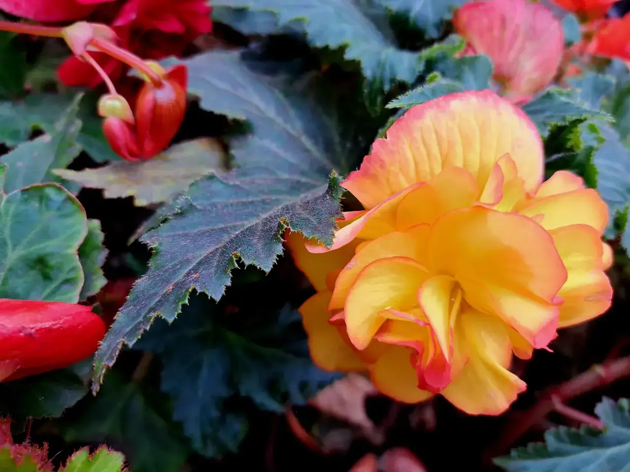 Żółto-pomarańczowa begonia z czerwonymi akcentami, otoczona ciemnozielonymi liśćmi. Czy begonia jest wieloletnia? Ta piękność sugeruje, że warto o nią dbać.