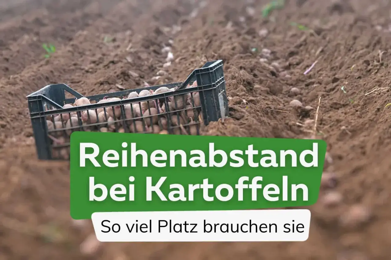Kiste mit Kartoffeln im Feld. Der richtige **Reihenabstand bei Kartoffeln** ist entscheidend für eine gute Ernte.