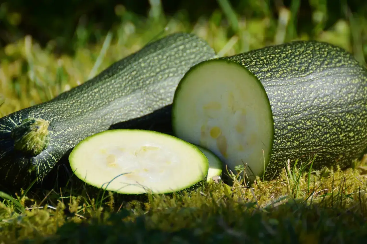 Härliga, nyplockade zuccinis ligger på gräset. En är skuren i skivor, redo att odla mer.