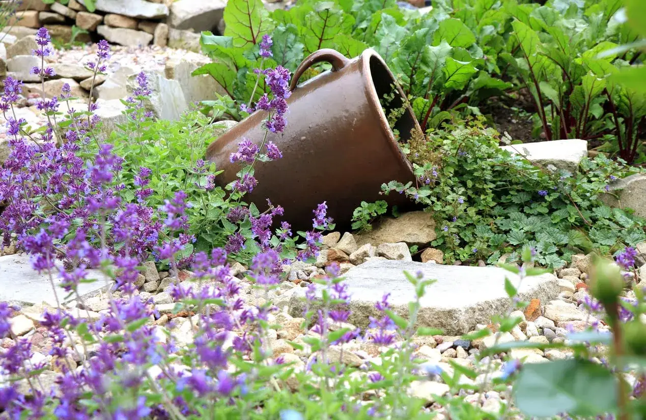 Ein üppiger **katzenminze standort** mit violetten Blüten, Steinen und einer umgekippten Tonne.