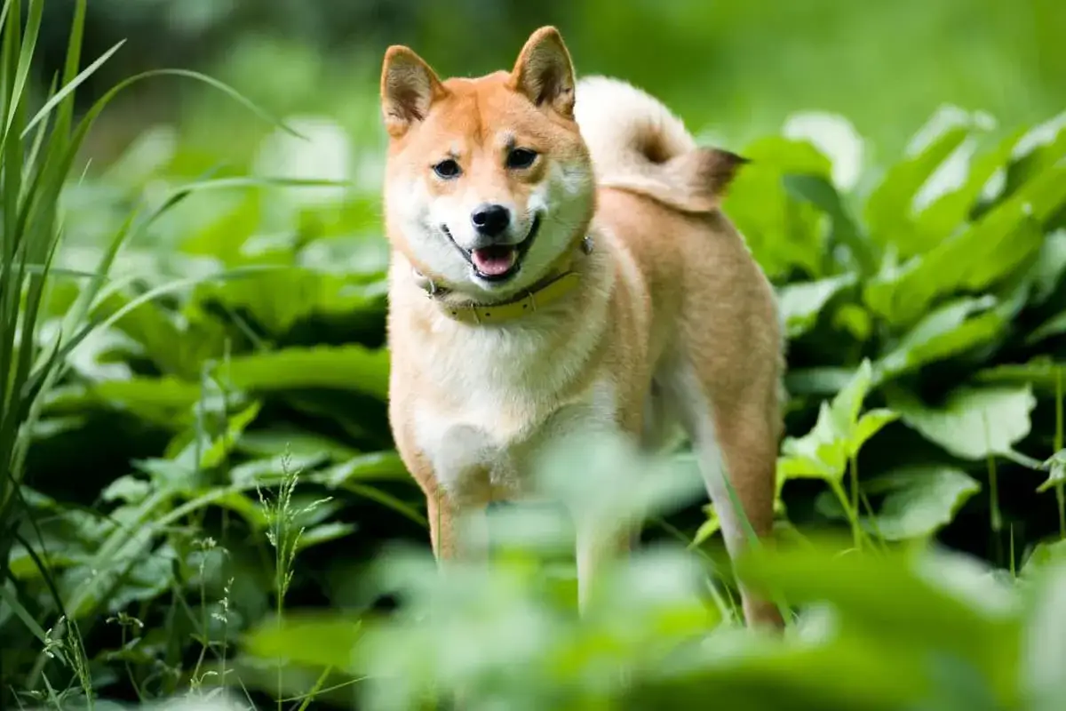 Uśmiechnięty shiba inu w zieleni. Psy tej rasy żyją średnio 12-15 lat, ciesząc się długim i aktywnym życiem.