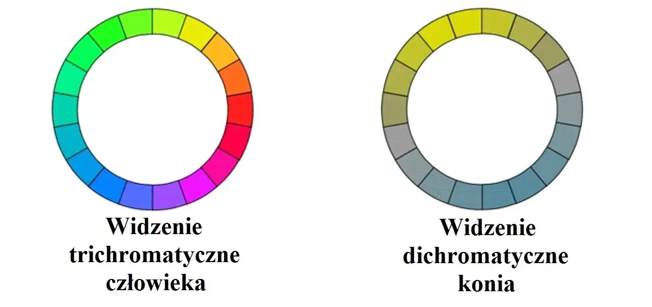 por&oacute;wnanie widzenia konia i człowieka kolory