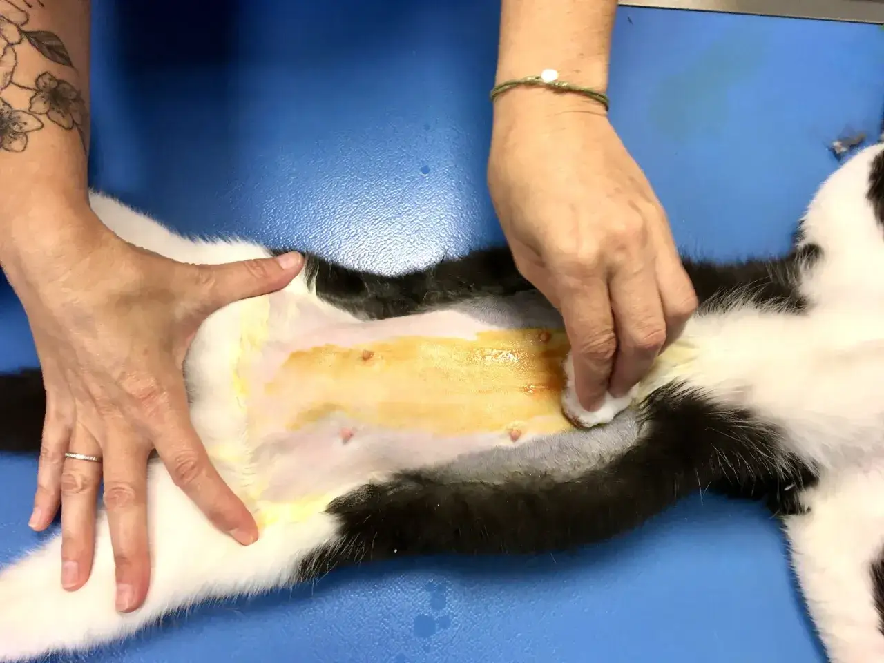 Pr&eacute;paration d'une chatte pour la st&eacute;rilisation. La question 