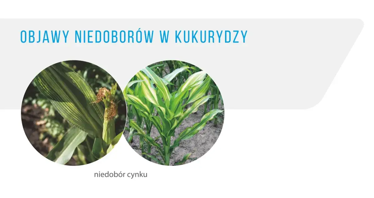 Objawy niedoboru cynku w kukurydzy: liście z żółtymi pasami, wskazujące na problem z przyswajaniem tego pierwiastka.