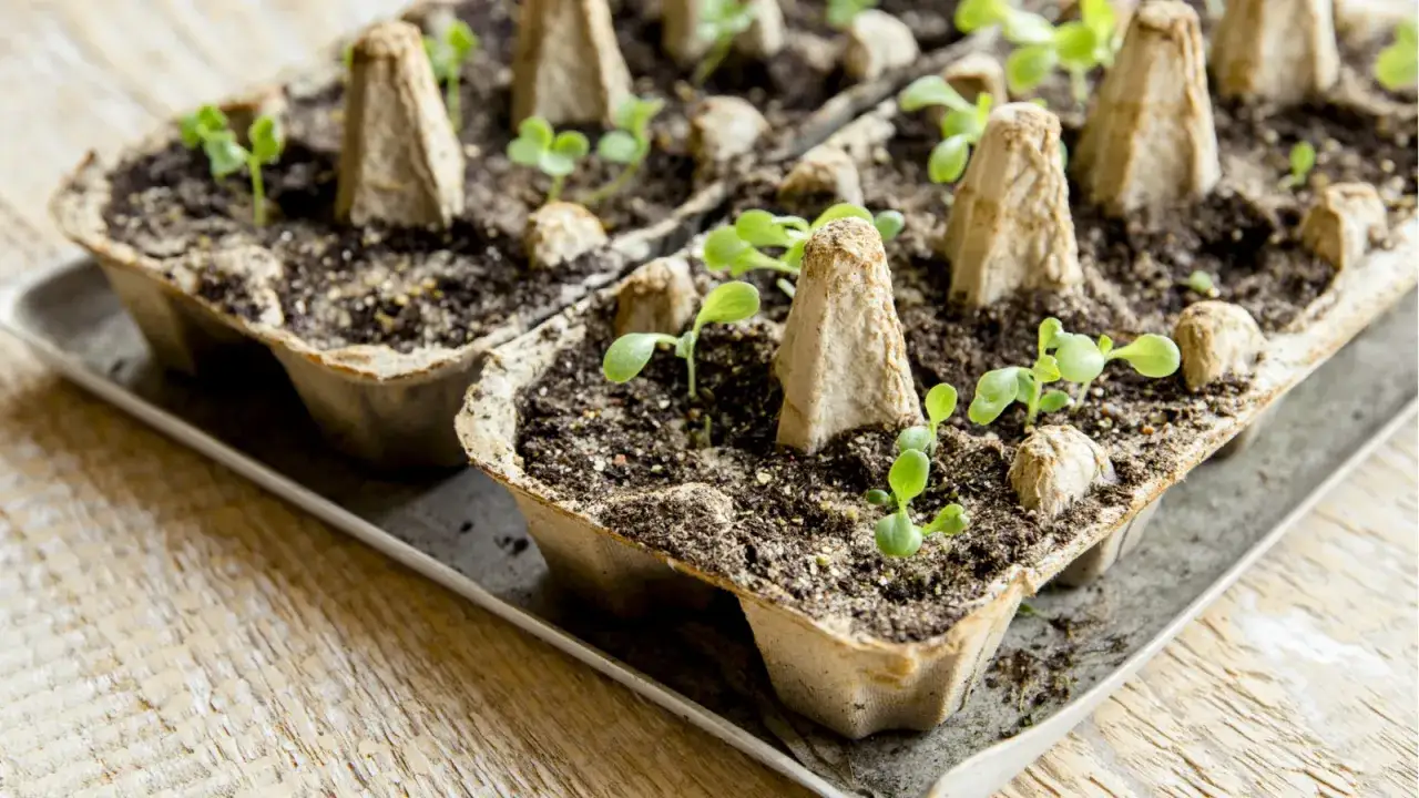 Små plantor spirar i äggkartonger, redo att bli en framtida rootmaster.
