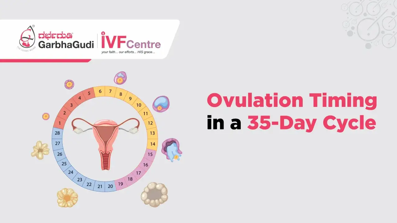 Diagrama del ciclo menstrual femenino, mostrando la ovulaci&oacute;n. Averigua cuanto dura la ovulaci&oacute;n en un ciclo de 35 d&iacute;as.