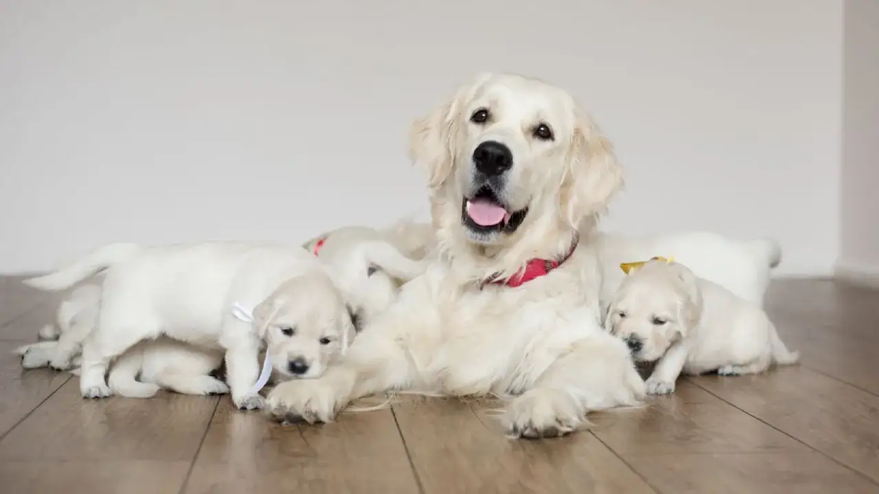 Szczenięta golden retriever z mamą. Jak sprawdzić hodowlę ps&oacute;w? Zobacz, jak troskliwa mama opiekuje się swoimi maluchami.